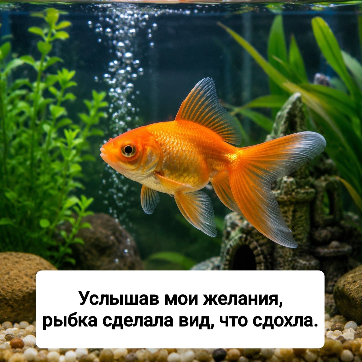 Услышав мои желания, рыбка сделала вид, что сдохла.