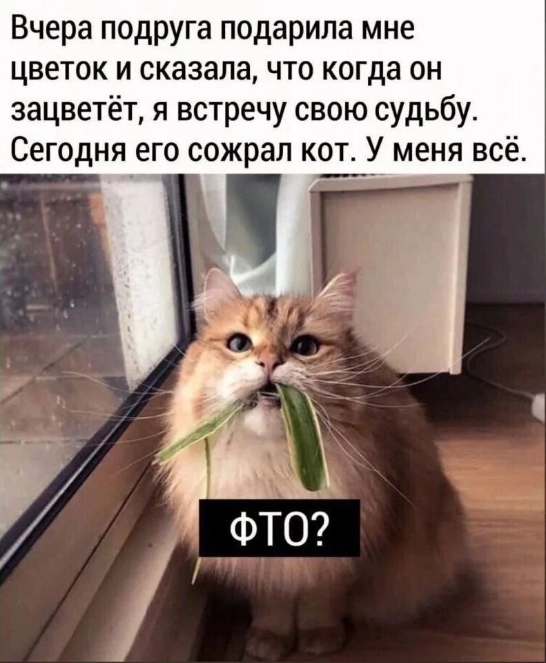 Вчера подруга подарила мне цветок и сказала, что когда он зацветёт, я встречу свою судьбу. Сегодня его сожрал кот. У меня всё. ФТО?