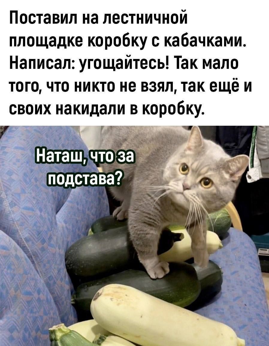 Поставил на лестничной площадке коробку с кабачками. Написал: угощайтесь! Так мало того, что никто не взял, так ещё и своих накидали в коробку.
Наташ, что за подстава?