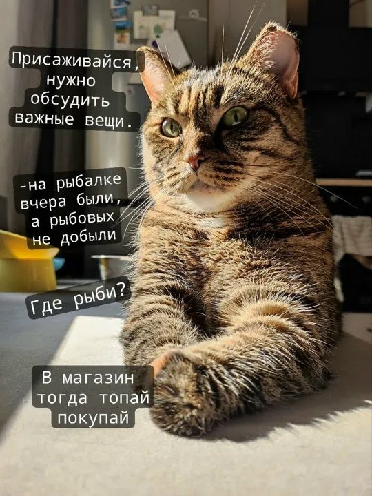 Присаживайся, нужно обсудить важные вещи. -на рыбалке вчера были, а рыбовых не добыли Где рыбы? В магазин тогда топай покупай