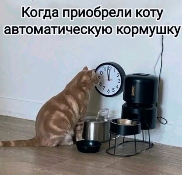 Когда приобрели коту автоматическую кормушку