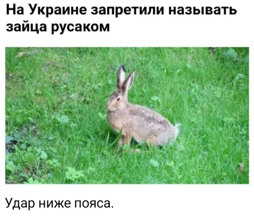 На Украине запретили называть зайца русаком Удар ниже пояса.