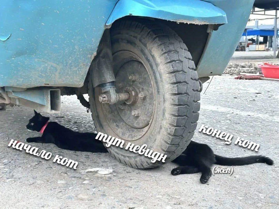 начало кот тут невидан конец кот (оксен)