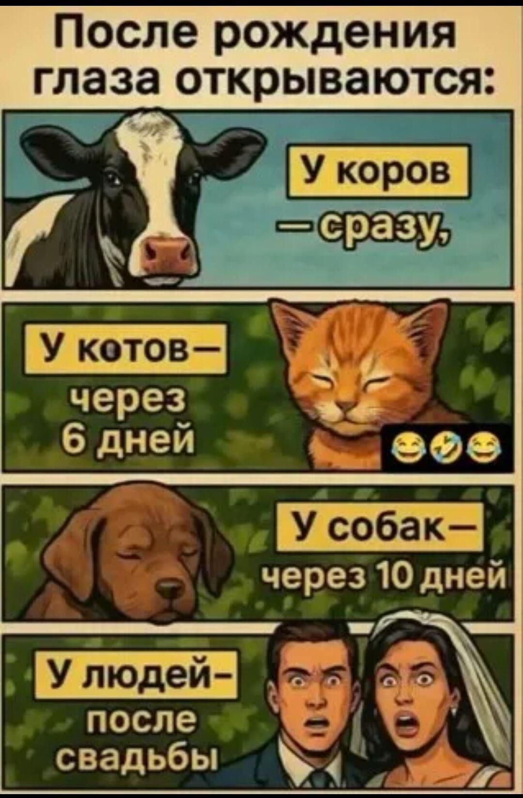 После рождения глаза открываются: У коров — сразу, У котов — через 6 дней, У собак — через 10 дней, У людей — после свадьбы