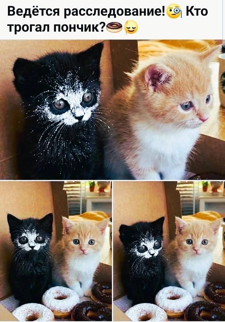 Ведётся расследование! 🧐 Кто трогал пончик? 🍩 😌