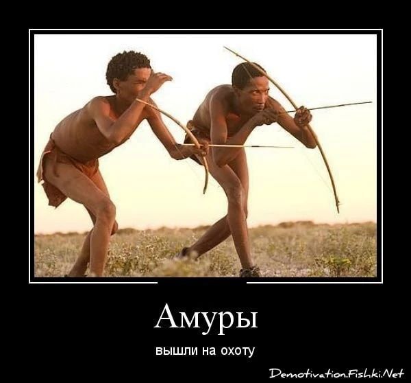 Амуры вышли на охоту
