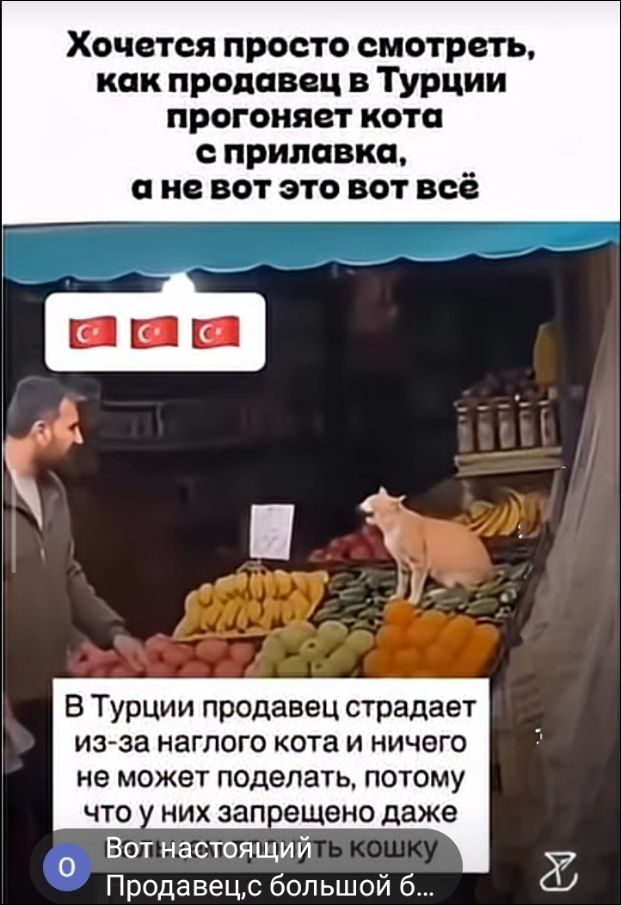Хочется просто смотреть, как продавец в Турции прогоняет кота с прилавка, а не вот это вот всё. В Турции продавец страдает из-за наглого кота и ничего не может поделать, потому что у них запрещено даже трогать кошек. Вот настоящий кошку Продавец, с большой б...