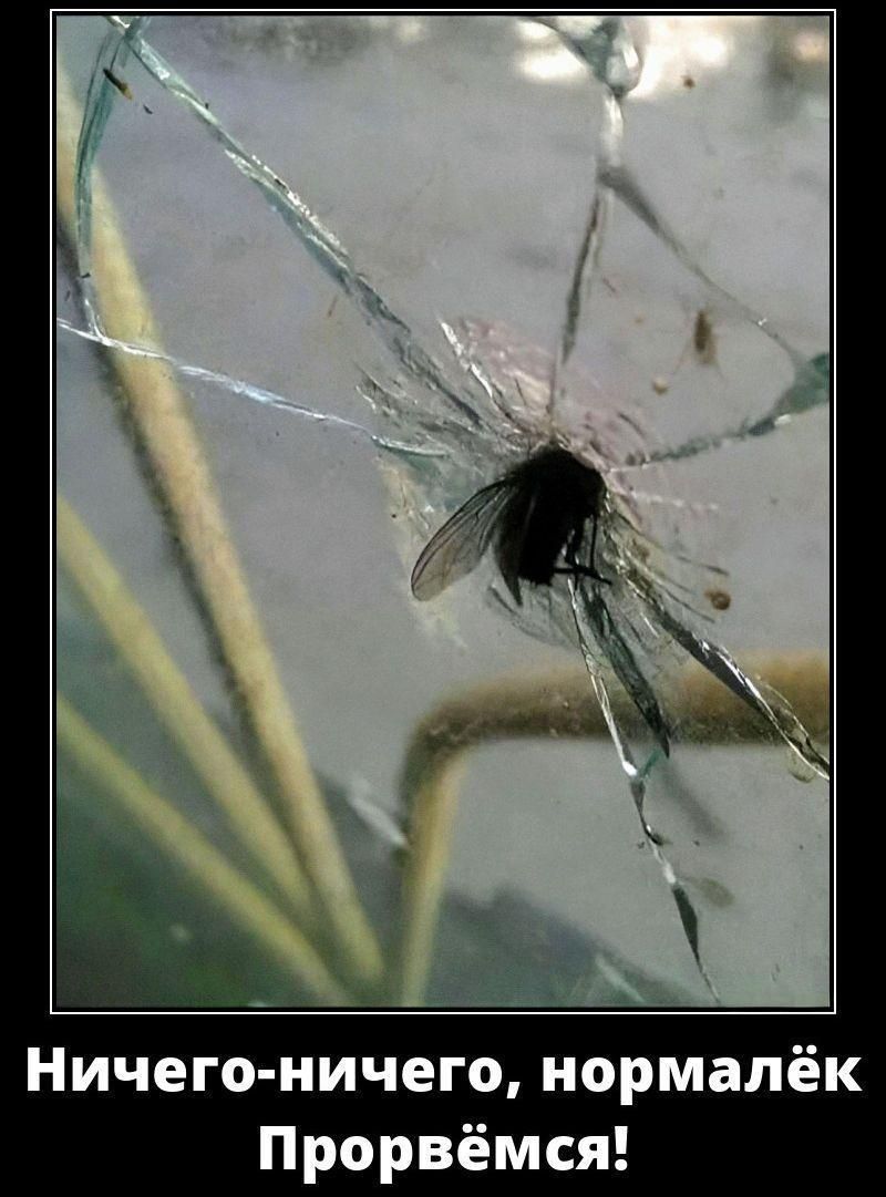 Ничего-ничего, нормалёк Прорвёмся!