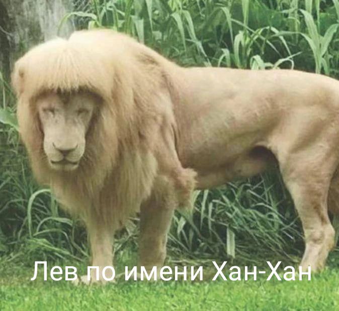 Лев по имени Хан-Хан
