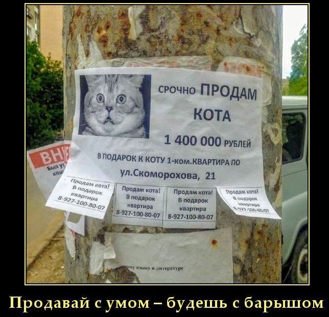 Срочно продам кота 1 400 000 рублей. В подарок к коту 1-ком. квартира по ул.Скоморохова, 21. Продам кота! В подарок квартира 8-927-100-80-07. Продавай с умом – будешь с барышом