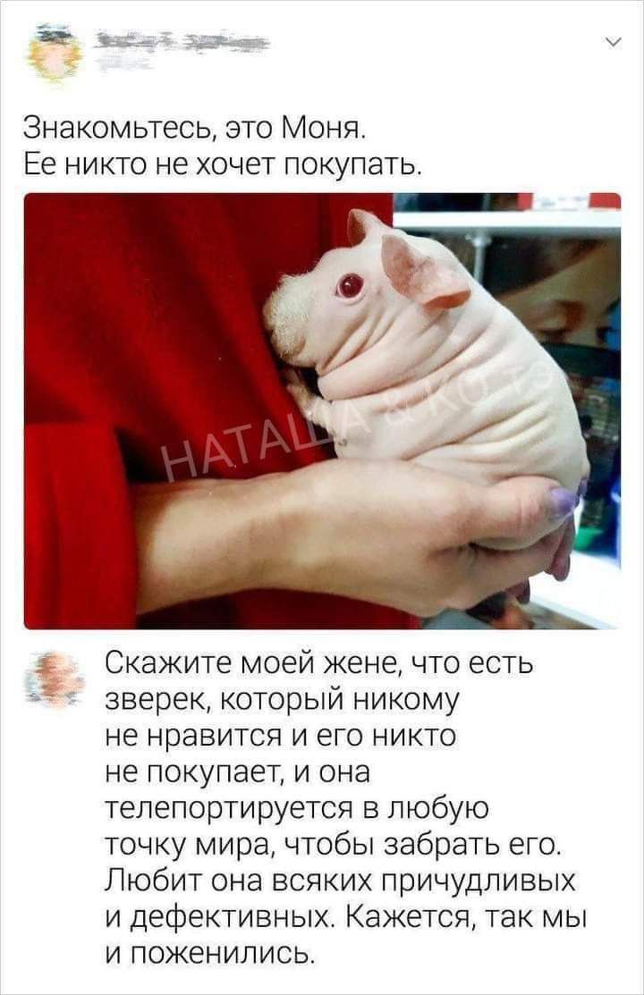 Знакомьтесь, это Моня. Ее никто не хочет покупать. Скажите моей жене, что есть зверек, который никому не нравится и его никто не покупает, и она телепортируется в любую точку мира, чтобы забрать его. Любит она всяких причудливых и дефективных. Кажется, так мы и поженились.