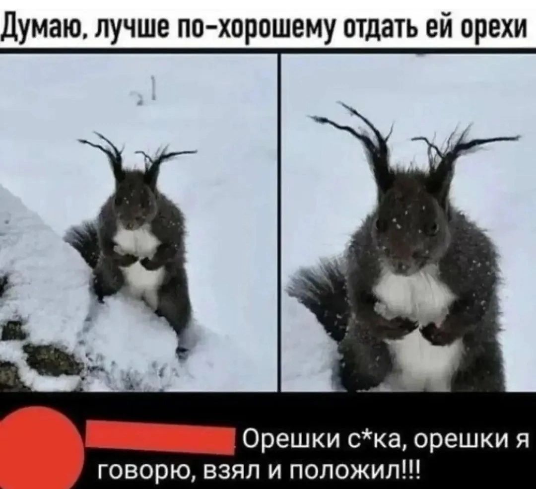 Думаю, лучше по-хорошему отдать ей орехи. Орешки с*ка, орешки я говорю, взял и положил!!!