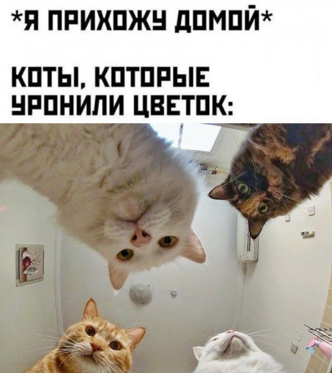 *Я прихожу домой* КОТЫ, КОТОРЫЕ УРОНИЛИ ЦВЕТОК:
