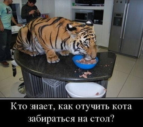 Кто знает, как отучить кота забираться на стол?