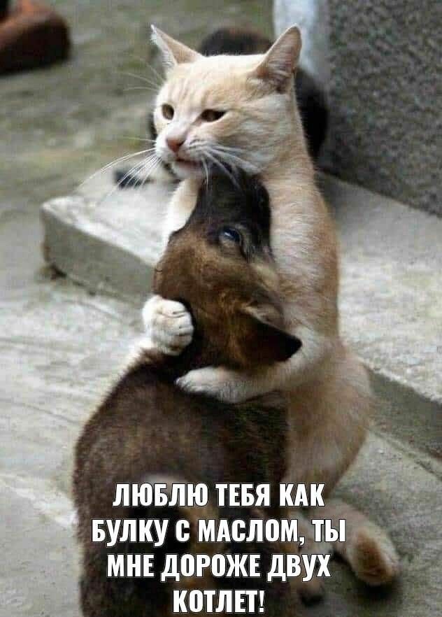 ЛЮБЛЮ ТЕБЯ КАК БУЛКУ С МАСЛОМ, ТЫ МНЕ ДОРОЖЕ ДВУХ КОТЛЕТ!