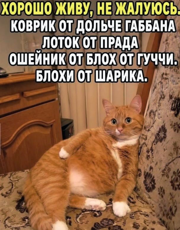 ХОРОШО ЖИВУ, НЕ ЖАЛУЮСЬ. КОВРИК ОТ ДОЛЬЧЕ ГАББАНА ЛОТОК ОТ ПРАДА ОШЕЙНИК ОТ БЛОХ ОТ ГУЧЧИ. БЛОХИ ОТ ШАРИКА.