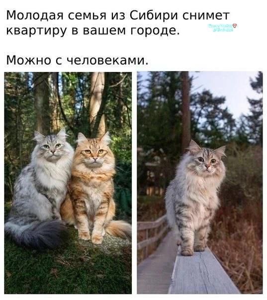 Молодая семья из Сибири снимет квартиру в вашем городе. Можно с человеками.