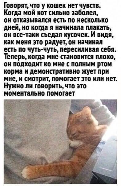 Говорят, что у кошек нет чувств. Когда мой кот сильно заболел, он отказывался есть по несколько дней, но когда я начинала плакать, он все-таки съедал кусочек. И видя, как меня это радует, он начинал есть по чуть-чуть, пересиливая себя. Теперь, когда мне становится плохо, он подходит ко мне с полным ртом корма и демонстративно жует при мне, и