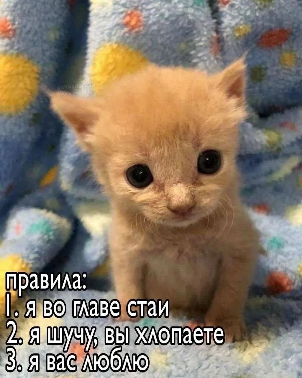 котикозавры правила: 1. я во главе стаи 2. я шучу, вы хлопаете 3. я вас люблю