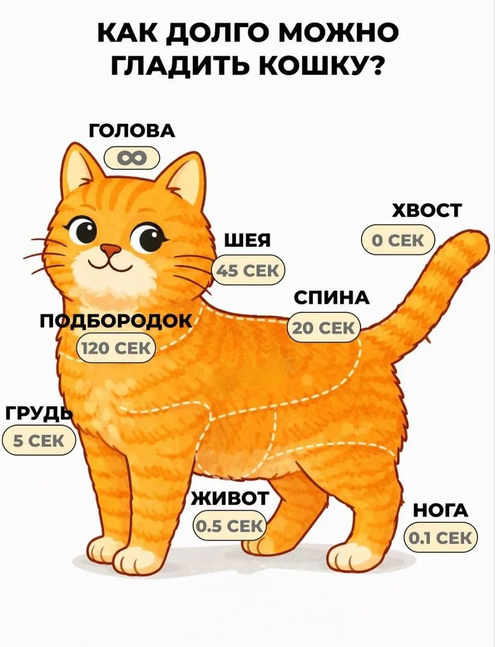 КАК ДОЛГО МОЖНО ГЛАДИТЬ КОШКУ? ГОЛОВА ∞ ШЕЯ 45 СЕК ПОДБОРОДОК 120 СЕК ГРУДЬ 5 СЕК ЖИВОТ 0.5 СЕК НОГА 0.1 СЕК СПИНА 20 СЕК ХВОСТ 0 СЕК