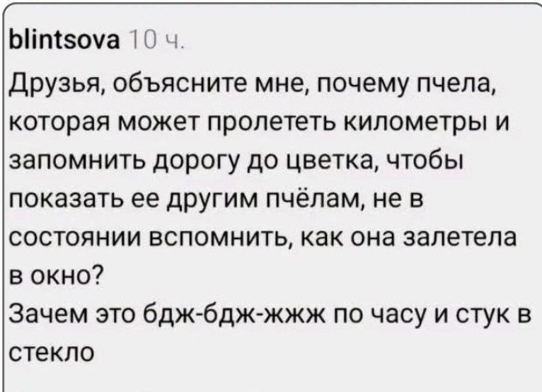 blintsova 10 ч. Друзья, объясните мне, почему пчела, которая может пролететь километры и запомнить дорогу до цветка, чтобы показать ее другим пчёлам, не в состоянии вспомнить, как она залетела в окно? Зачем это бдж-бдж-жжж по часу и стук в стекло