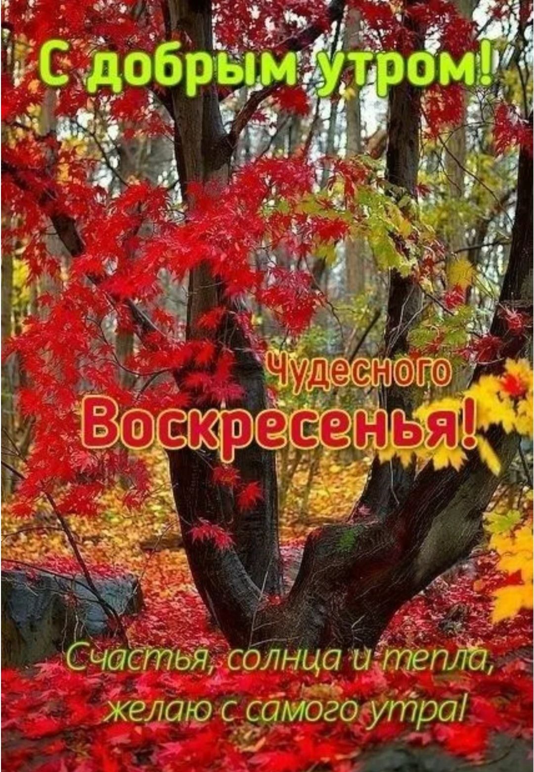 С добрым утром! Чудесного Воскресенья! Счастья, солнца и тепла, желаю с самого утра!