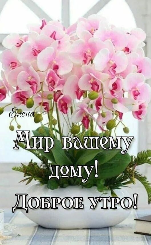 Елена Мир вашему дому! Доброе утро!