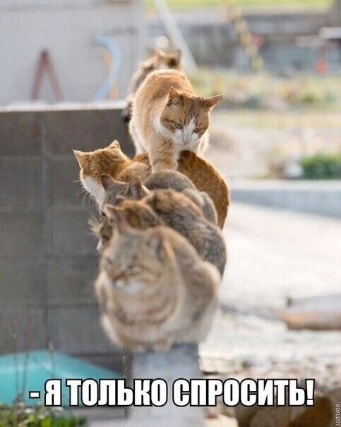 - Я ТОЛЬКО СПРОСИТЬ!