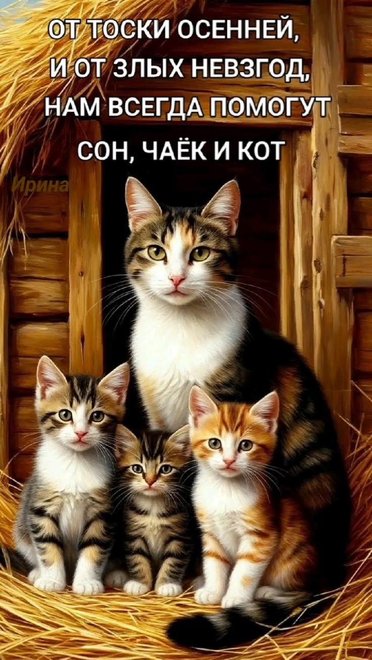 ОТ ТОСКИ ОСЕННЕЙ, И ОТ ЗЛЫХ НЕВЗГОД, НАМ ВСЕГДА ПОМОГУТ СОН, ЧАЁК И КОТ