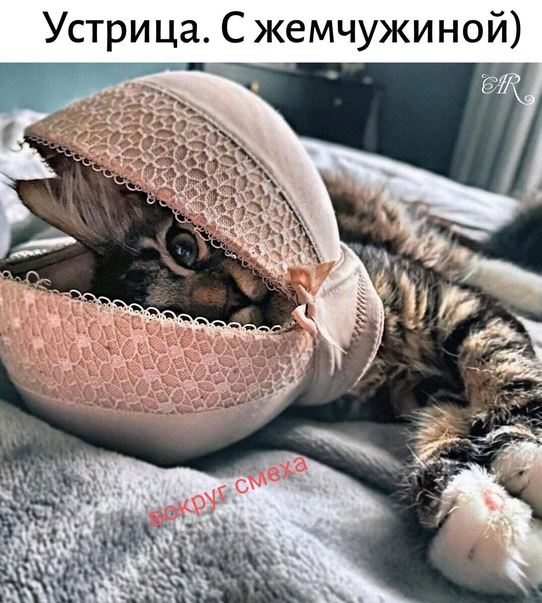 Устрица. С жемчужиной) вокруг смеха