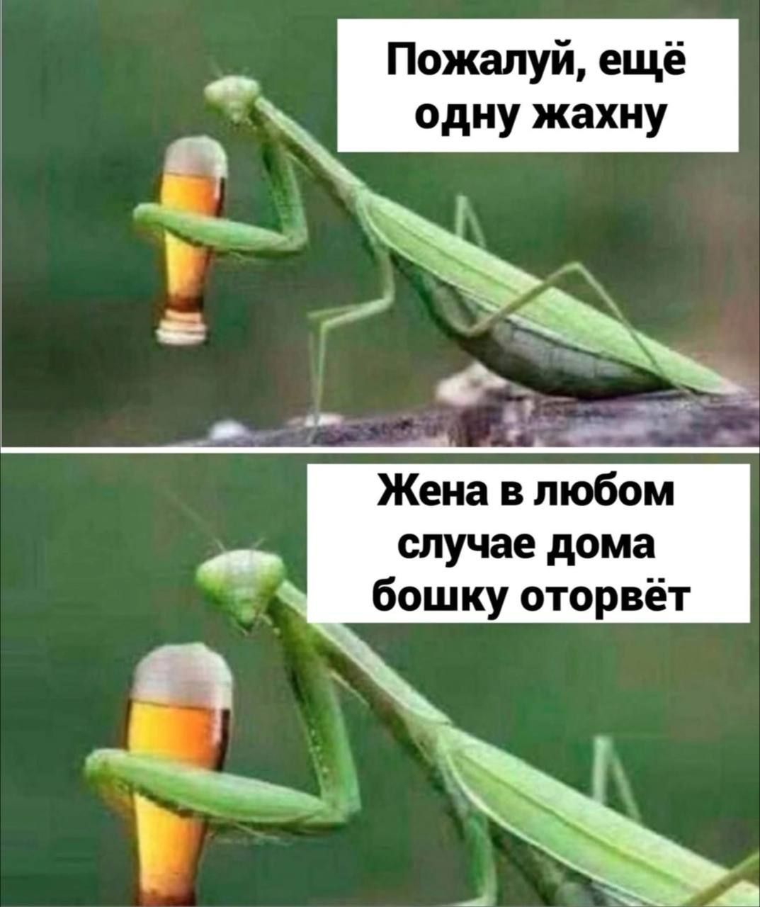 Пожалуйста, ещё одну жахну. Жена в любом случае дома бошку оторвёт.