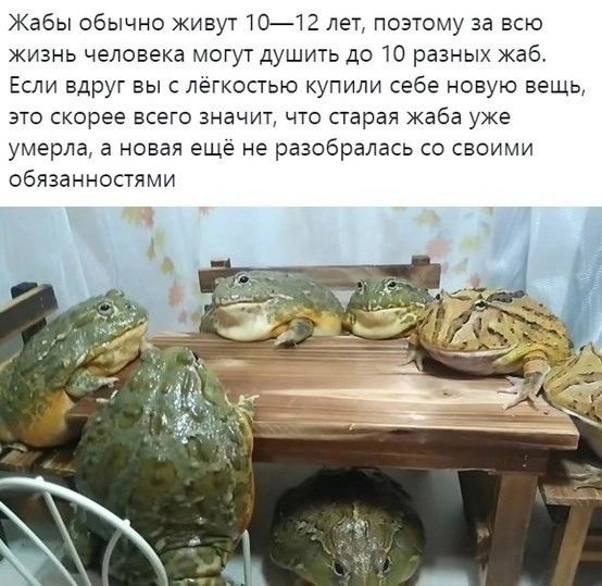 Жабы обычно живут 10—12 лет, поэтому за всю жизнь человека могут душить до 10 разных жаб. Если вдруг вы с лёгкостью купили себе новую вещь, это скорее всего значит, что старая жаба уже умерла, а новая ещё не разобралась со своими обязанностями