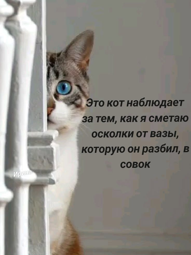 Это кот наблюдает за тем, как я сметаю осколки от вазы, которую он разбил, в совок