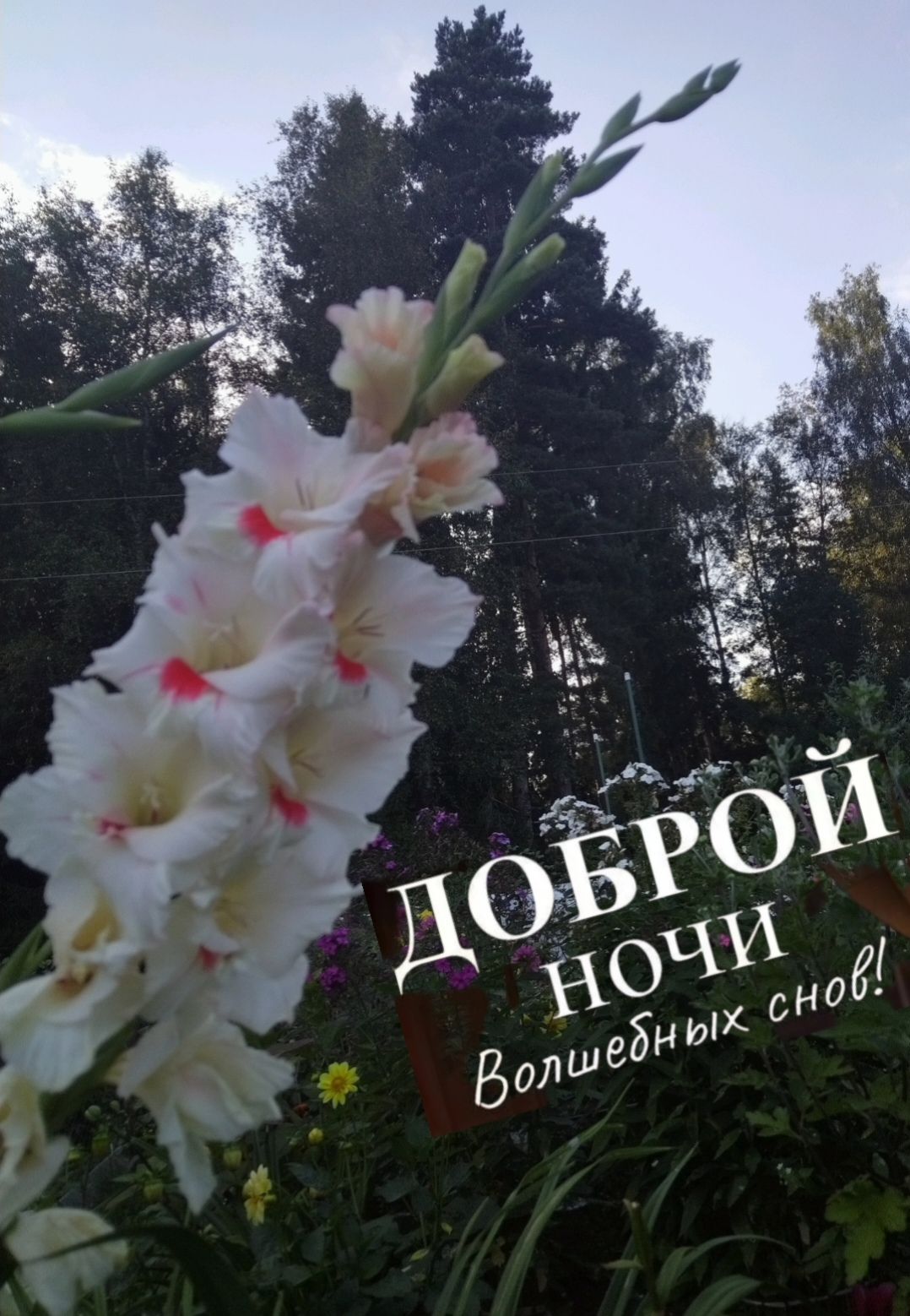 ДОБРОЙ НОЧИ Волшебных снов!