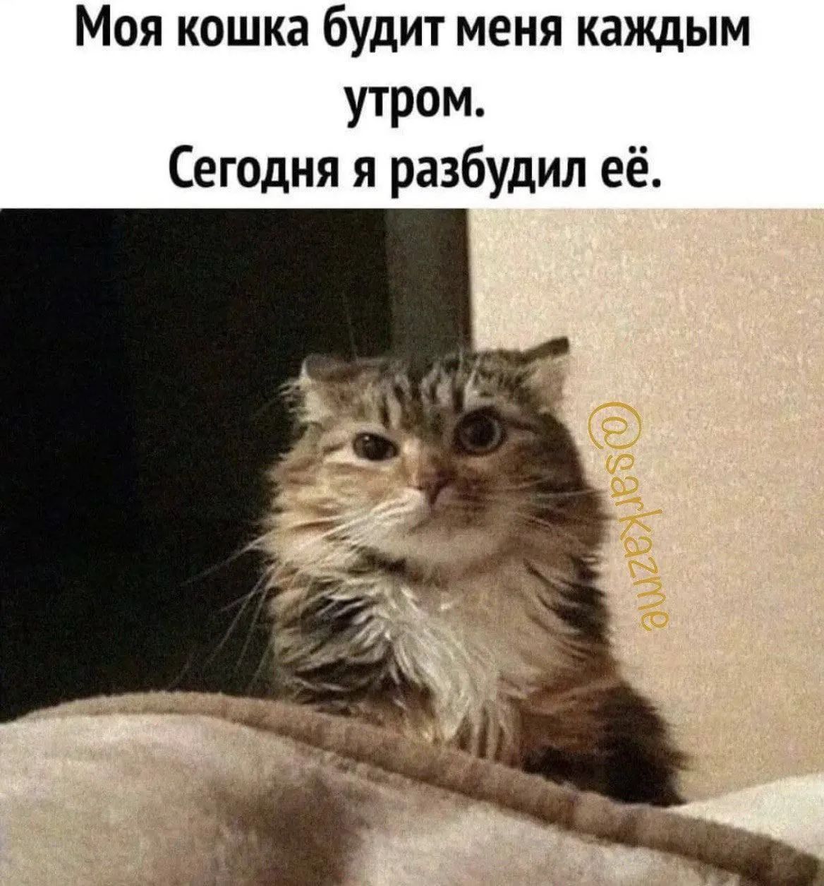 Моя кошка будит меня каждым утром. Сегодня я разбудил её.