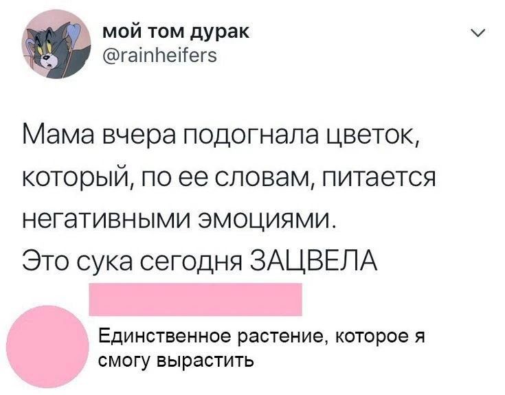 мой том дурак @rainheifers Мама вчера подогнала цветок, который, по ее словам, питается негативными эмоциями. Это сука сегодня ЗАЦВЕЛА Единственное растение, которое я смогу вырастить