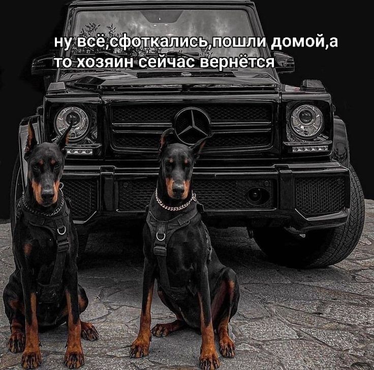 ну всё, сфоткались, пошли домой, а то хозяин сейчас вернётся