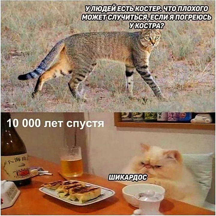 У людей есть костер. Что плохого может случиться, если я погреюсь у костра? 10 000 лет спустя шикардос