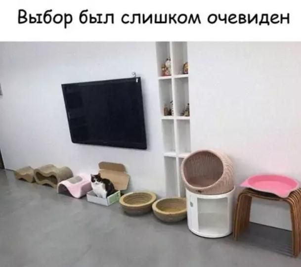 Выбор был слишком очевиден. На изображении кот сидит в обычной картонной коробке, игнорируя множество дорогих и специально предназначенных для кошек лежанок и домиков, расположенных рядом.