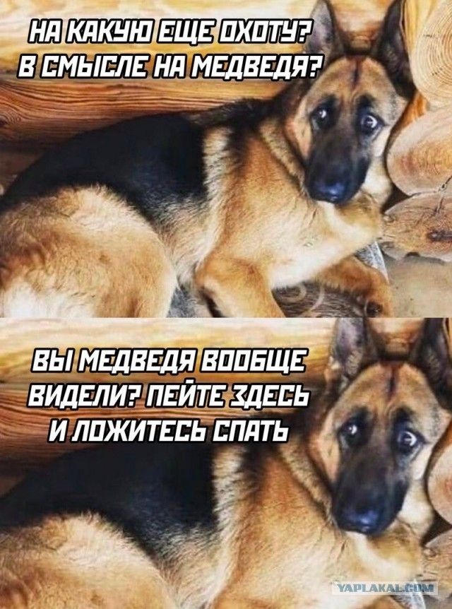 НА КАКУЮ ЕЩЕ ОХОТУ? В СМЫСЛЕ НА МЕДВЕДЯ? ВЫ МЕДВЕДЯ ВООБЩЕ ВИДЕЛИ? ПЕЙТЕ ЗДЕСЬ И ЛОЖИТЕСЬ СПАТЬ