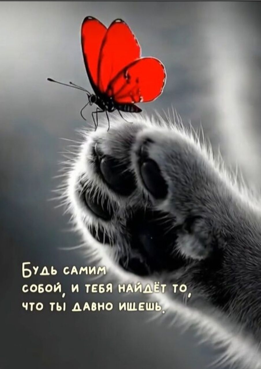 Будь самим собой, и тебя найдёт то, что ты давно ищешь.