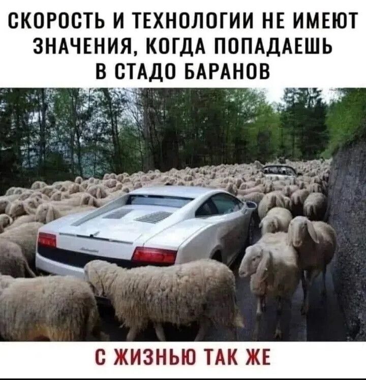 СКОРОСТЬ И ТЕХНОЛОГИИ НЕ ИМЕЮТ ЗНАЧЕНИЯ, КОГДА ПОПАДАЕШЬ В СТАДО БАРАНОВ С ЖИЗНЬЮ ТАК ЖЕ