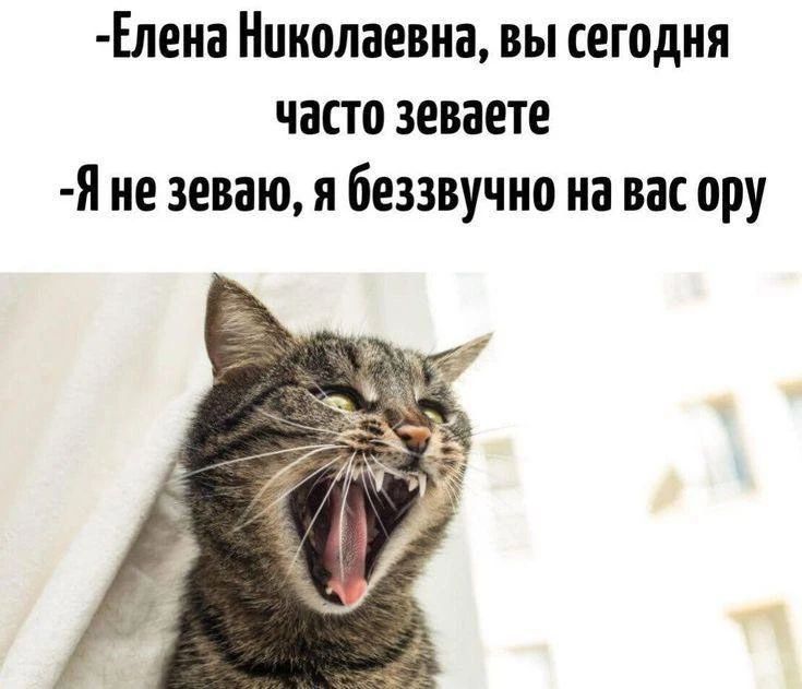 -Елена Николаевна, вы сегодня часто зеваете
-Я не зеваю, я беззвучно на вас ору