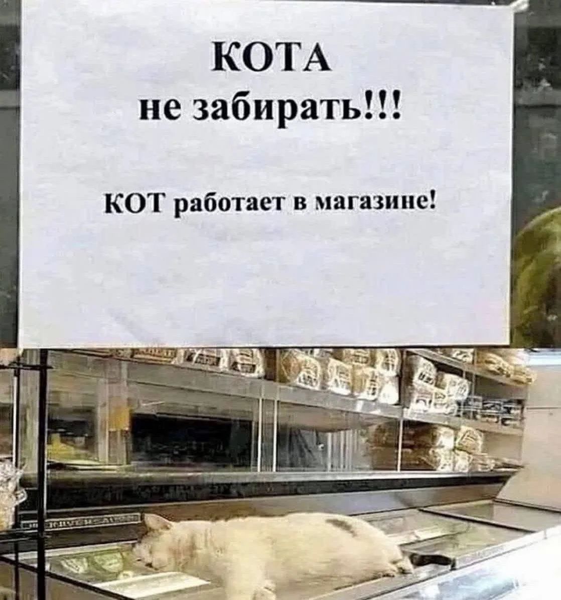 КОТА не забирать!!! КОТ работает в магазине!