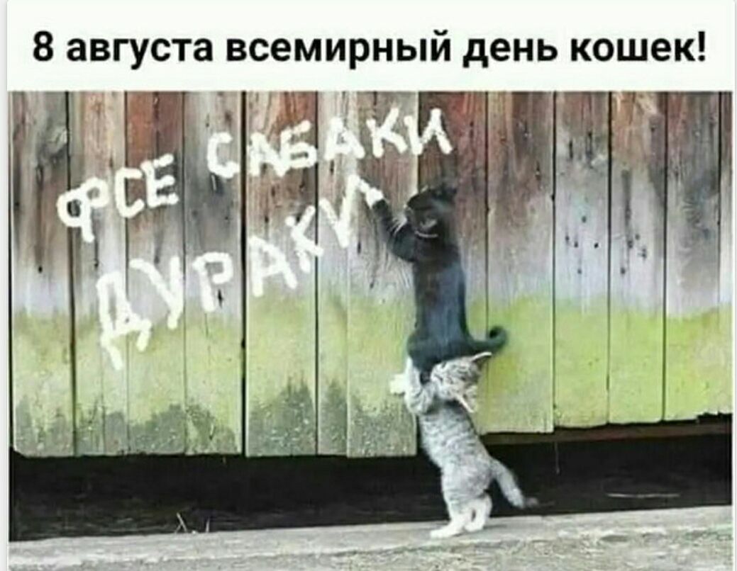 8 августа всемирный день кошек! ФСЕ САБАКИ ДУРАКИ