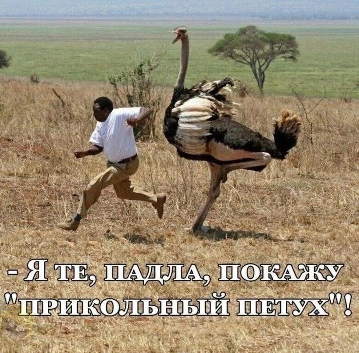 Я те, падла, покажу 