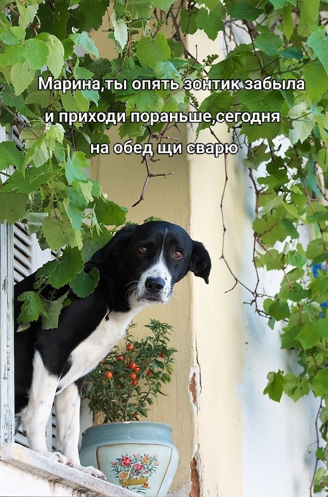 Марина, ты опять зонтик забыла и приходи пораньше, сегодня на обед щи сварю