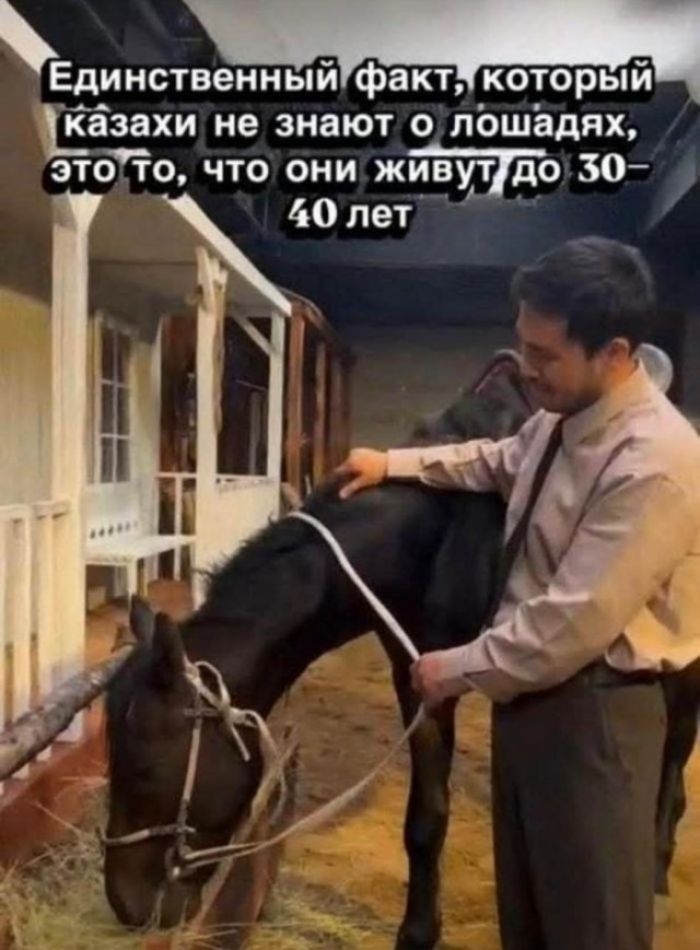 Единственный факт, который казахи не знают о лошадях, это то, что они живут до 30-40 лет