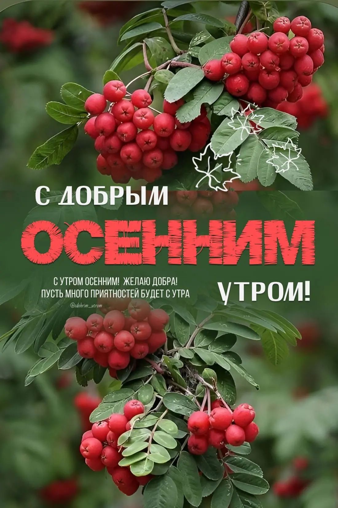 С добрым осенним утром! С утром осенним! Желаю добра! Пусть много приятностей будет с утра