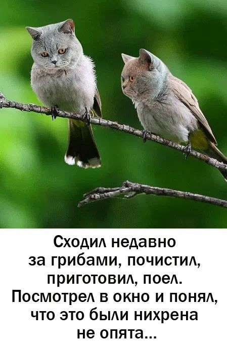 Сходил недавно за грибами, почистил, приготовил, поел. Посмотрел в окно и понял, что это были нихрена не опята...
